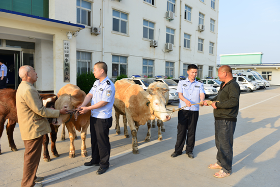 失主去公安局領被盜耕牛