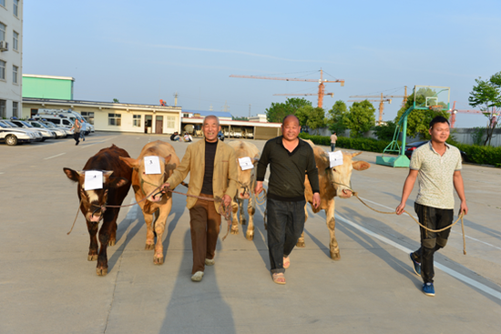失主領回被盜耕牛時，高興得合不攏嘴