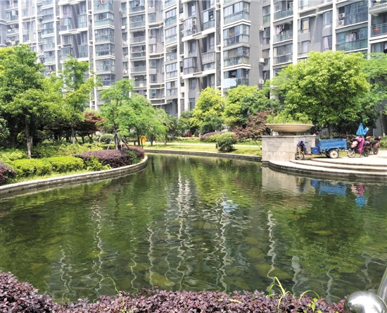 杭州小区景观池内青蛙每晚开唱 楼上阿姨搪不