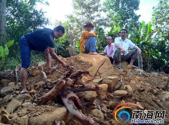 古树被砍倒，挖出来后只留下树根。南国都市报记者刘孙谋摄