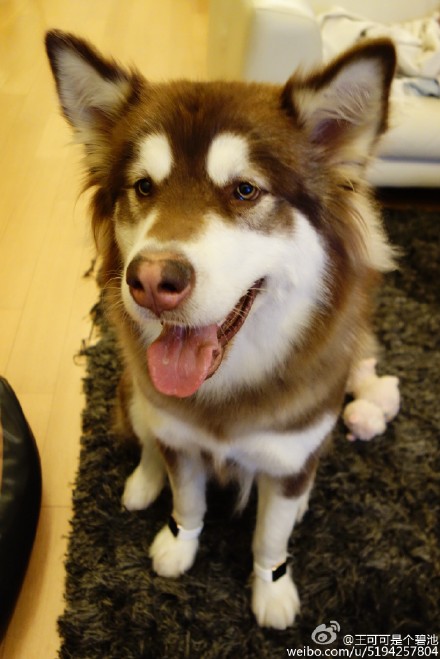 王思聪炫富为爱犬配苹果表