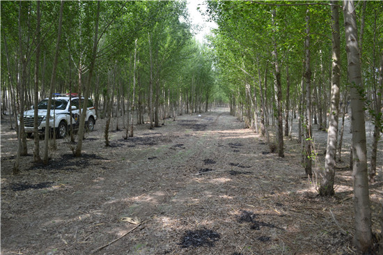 春夏之交杨絮飘飞 需注意火灾隐患