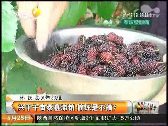 興平千畝桑葚滯銷