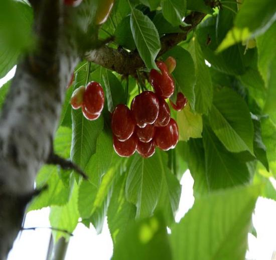 顺丰冷运助力河南樱桃“走出去”