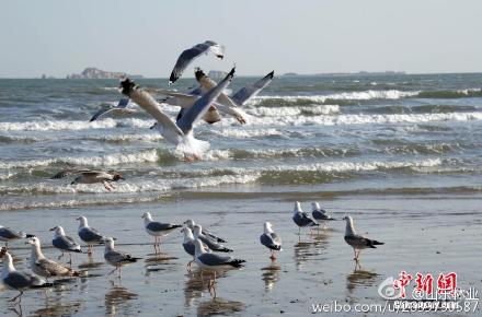 图片来源：@山东林业