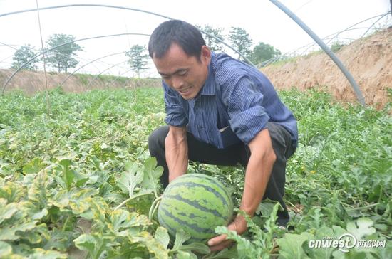 阎良瓜农从种到坐果要给西瓜跪十几次