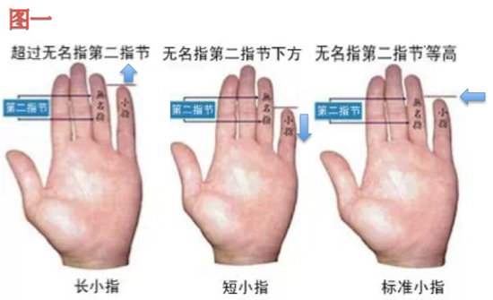 小指的长度精准看出你的婚姻运 新浪星座 新浪网