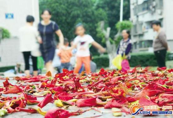 金尚小区内飘落的凤凰花