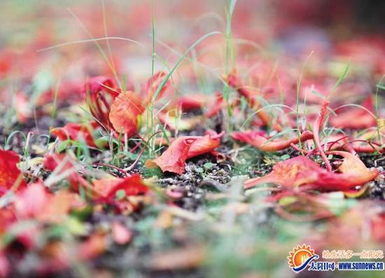 白鹭洲公园内满地的凤凰花。