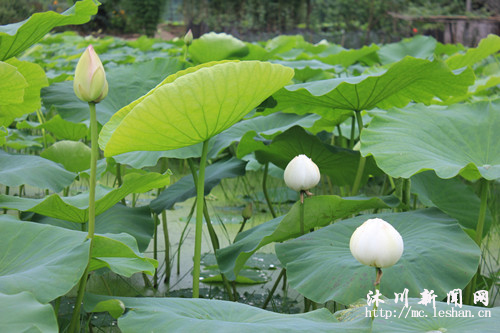 乐山沐川百亩荷花绽放 花期提前近20天 