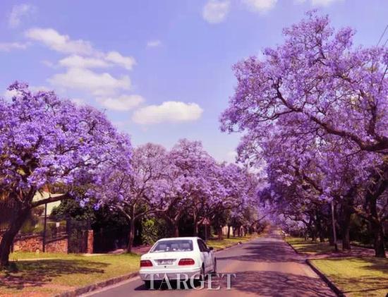 Tshwane 紫色街道