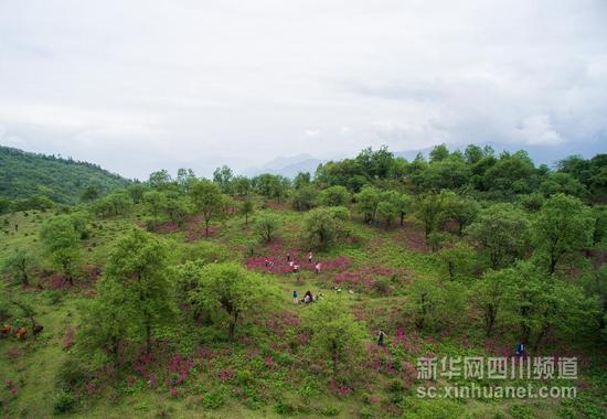 汉源发现大规模报春花原生群落