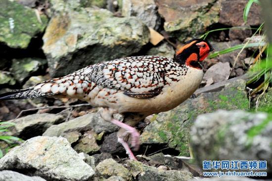 2015年5月22日，在林地间捡拾游客丢弃食物的黄腹角雉。