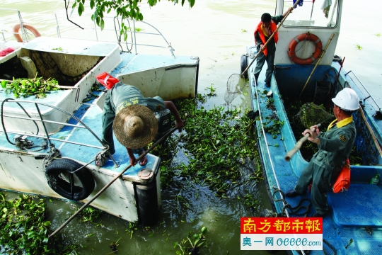 昨日,海印大桥附近河段,保洁工人在清理水浮莲。南都记者 高贵彬 摄
