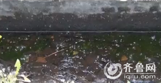 蓄水池的水发出阵阵味道(视频截图)