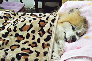 彭健新爱犬“OK仔”离世 粉丝安慰