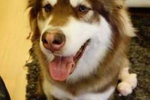 王思聪炫富遭美国网民痛骂：该用狗绳栓你