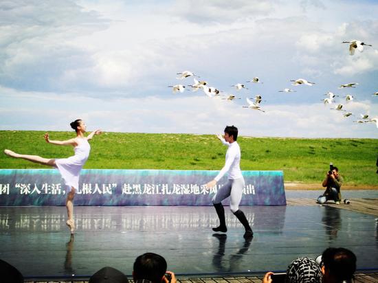 中央芭蕾舞团走进扎龙湿地与丹顶鹤共舞蹁跹