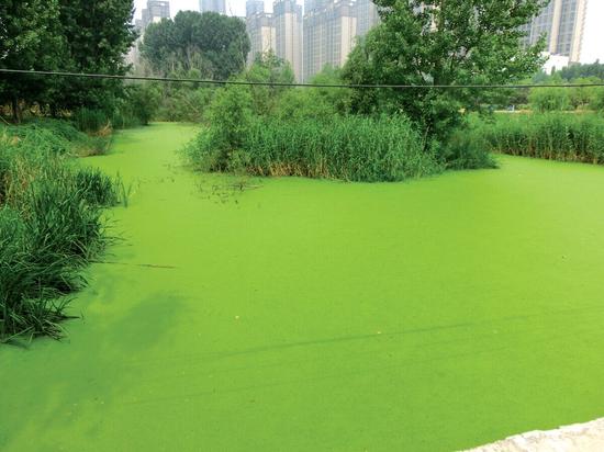 郑州西流湖现大量浮萍藻类