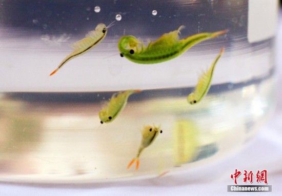 鲎虫和仙女虾