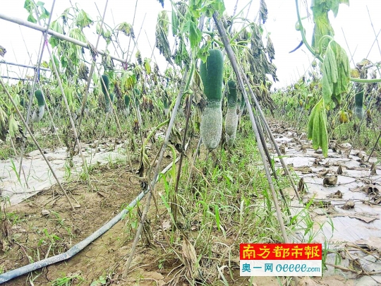 三水农民欧永河种植的黑皮冬瓜腐烂了。南都记者 姚建国 摄