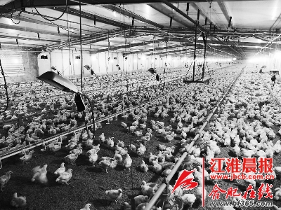 肯德基怒诉十公号微信散发怪鸡谣言