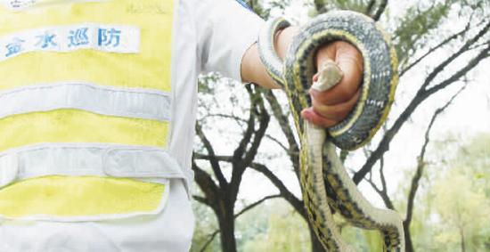 鄭州大媽上廁所遭遇2米長大花蛇