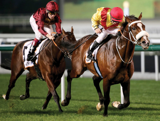 比王思聪更壕的迪拜王子生活:骑马 赛车 养白虎