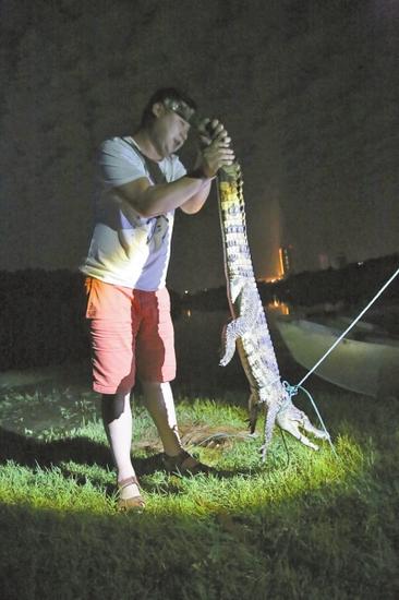 大鱷魚終被擒獲