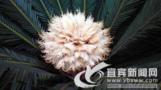江安县何家坝小学校铁树花开。(朱太平 摄)