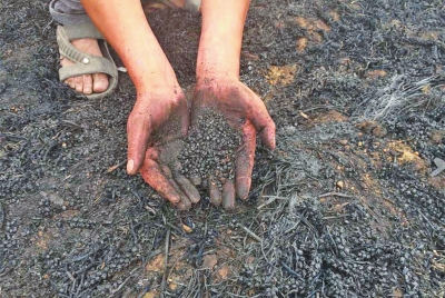 寧陵縣華堡鎮(zhèn)三個村數(shù)百畝未收的小麥被燒