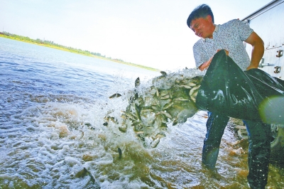 洛陽80萬尾魚苗被放入伊河