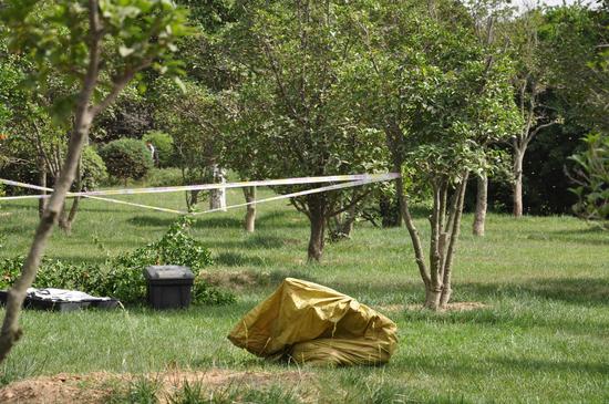 鄭大驚現巨大蜂窩