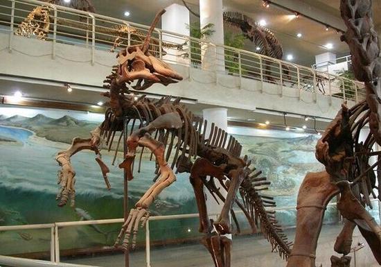 中国古动物馆收藏的棘鼻青岛龙化石