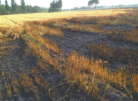 昨日，陡沟街办辖区一片麦地突发大火，近百亩麦子还没来得及收。 记者杜林 摄被烧的麦田 记者杜林 摄