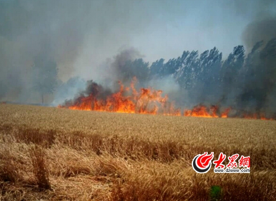山东菏泽巨野县小麦起火现场(图片来源于网络)