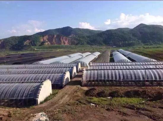 采摘正当季 龙山蓝莓采摘园等着您