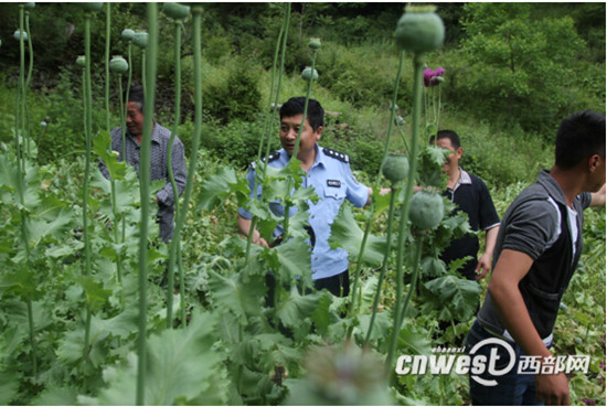 凤县警方成功破获一起非法种植罂粟案,查获非法种植罂粟1500多株。