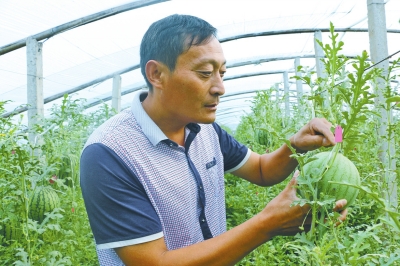 开封早熟西瓜占领市场 专家详解其生长过程