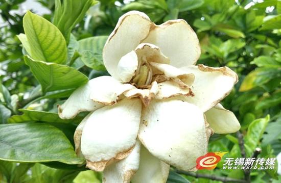无锡满城栀子花患上黄化病 疑为缺铁(图)