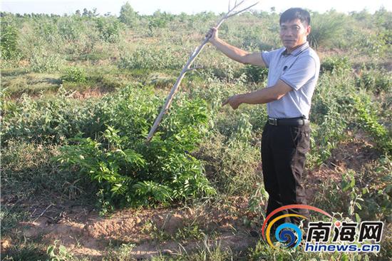 种植户指认案发现场新建的房子，被毁花梨树已经长出半米高新芽。