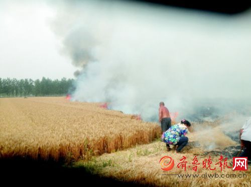 连日来,山东省连续发生多起麦田着火事件,给农民造成较大损失。图为郓城一处农田起火,村民正在灭火。