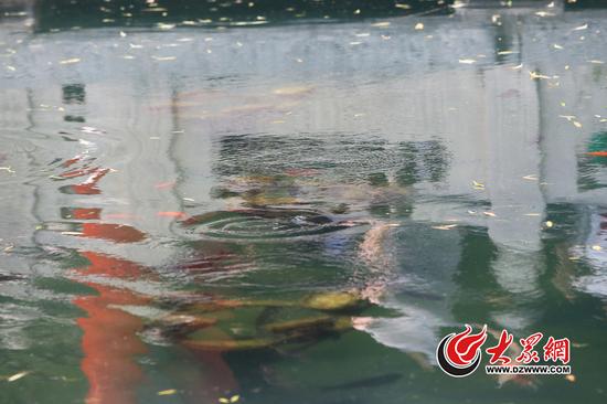 6月13日,趵突泉“三股水”水轮微弱,已经看不到喷涌的水花,水面十分平静。当日,趵突泉实时水位降至27.37米,已连续6天跌破红色警戒线。