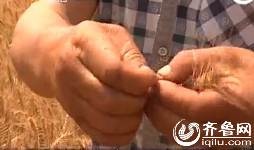 村民告诉记者，他家的小麦可能会颗粒无收