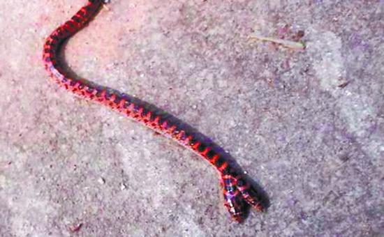 胶州一村民发现双头赤链蛇 疑为基因变异所致