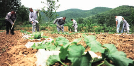 武僧們走進田間耕種