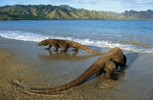 科莫多龙正在海滩上觅食