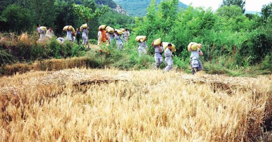 少林寺120亩小麦成熟 武僧进田间收果实