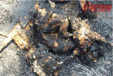 新鄉麥地著火6000只雞被燒死