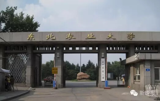 忘不了东北农业大学的那些美食